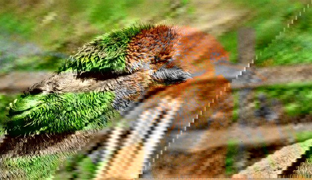 Animal com a