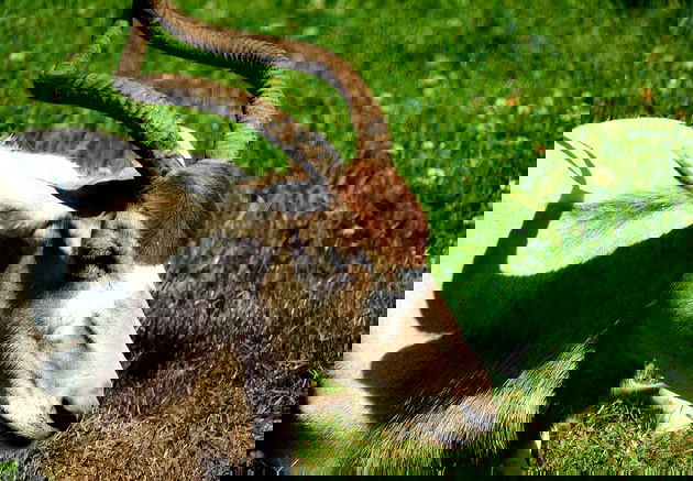 Animal com a