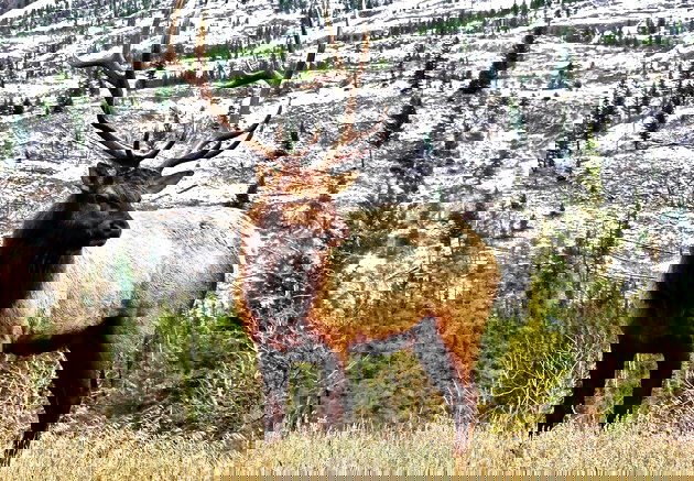 Animal com a