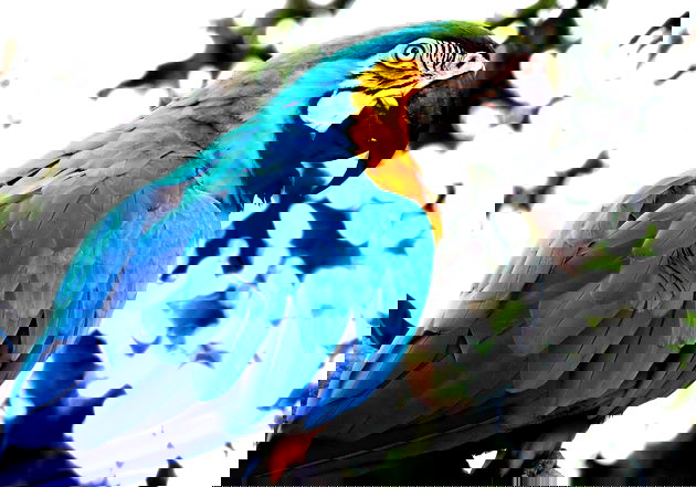 Animal com a