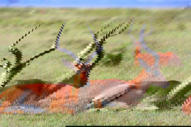 Animal com a