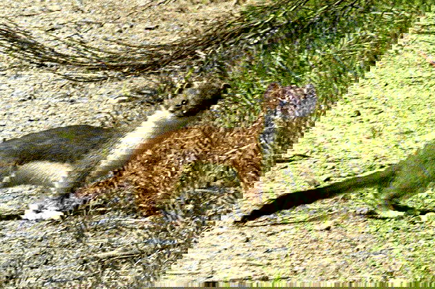 Animal com a