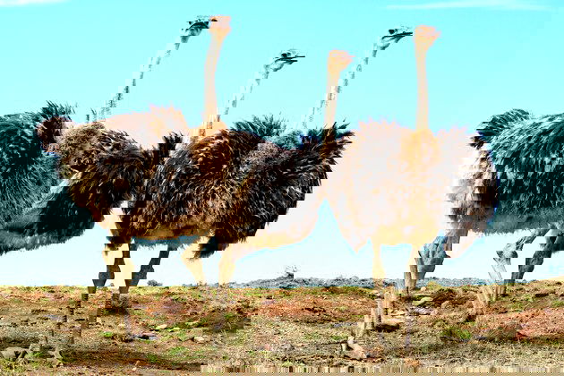 Animal com a