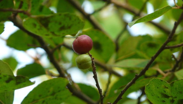 Frutas com e