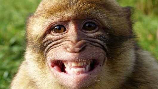 Macacos me mordam: significado da expressão
