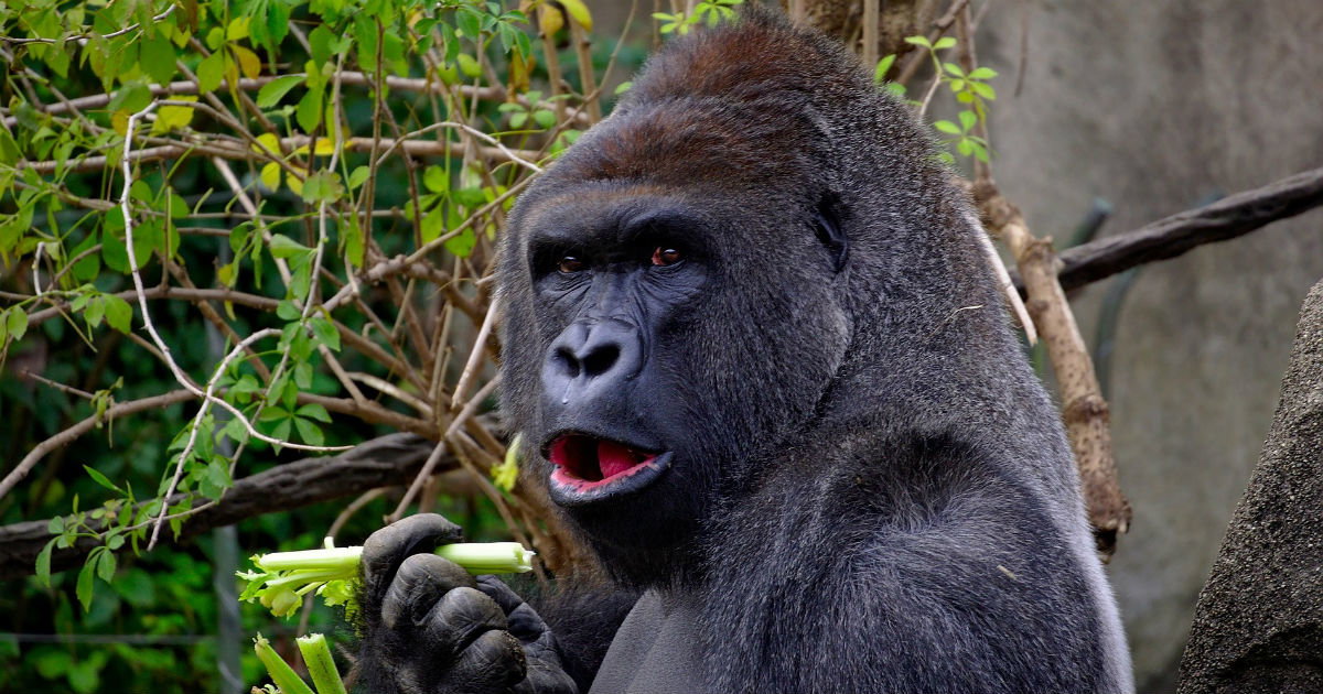 Macacos me mordam: significado da expressão - Dicio, Dicionário Online ...