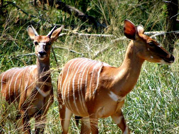 40 Animais com a letra N em português, inglês e espanhol