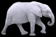 Elefante branco: significado e origem da expressão