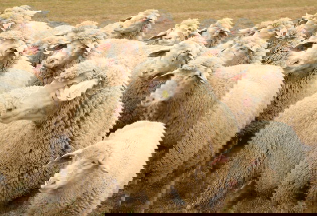 Animal Com O Duvidas De Portugues No Dicio