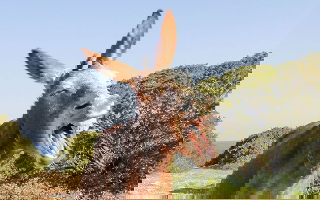 Palavras que quase todo mundo fala errado